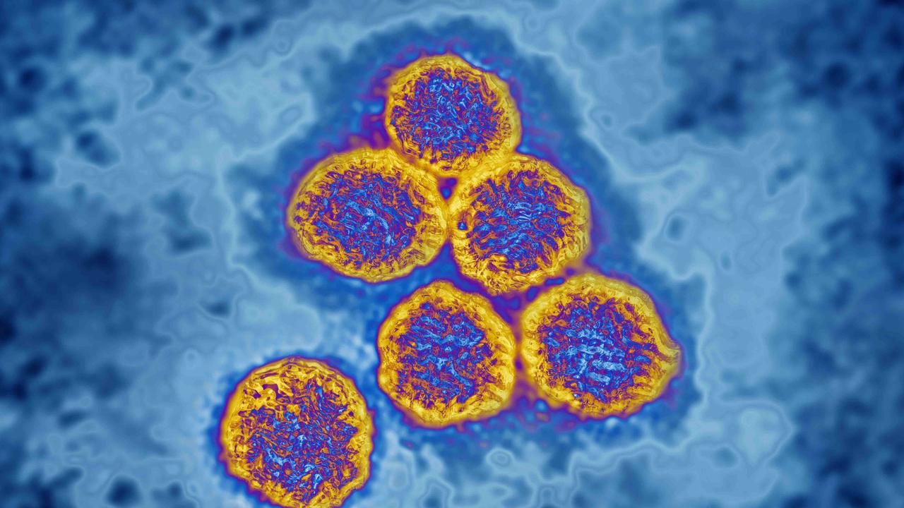 Flavivirus (family Flaviviridae), these viruses are responsible for yellow fever, dengue fever, Japanese encephalitis, Zika virus, West Nile encephalitis. They are transmitted by mosquitoes or ticks. image produced from transmission electron microscopy (viral diameter approximately 40 to 60 nm).