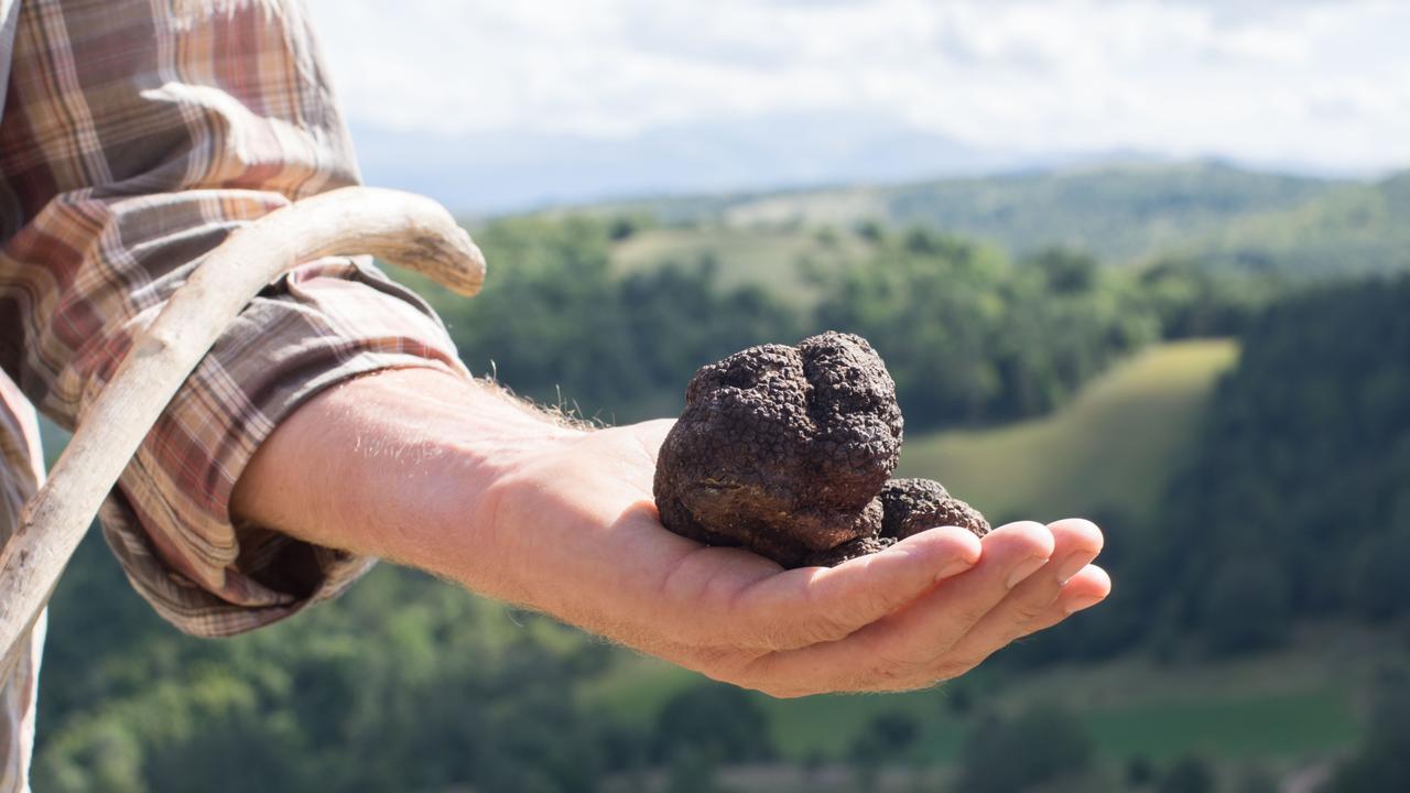 The Truffle Hunt is having a boom in demand among Australian tourists. Picture: Supplied Source: wildfoodsitaly.com