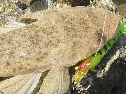 A flathead caught on the Zerek prawn for Hiro Nakamura column