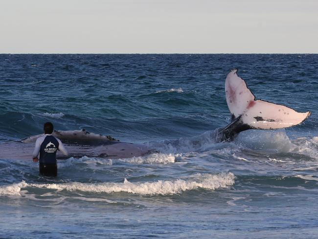 The rescue team watches the juvenile humpback whale stranded at Palm Beach. Picture: Regi Varghese