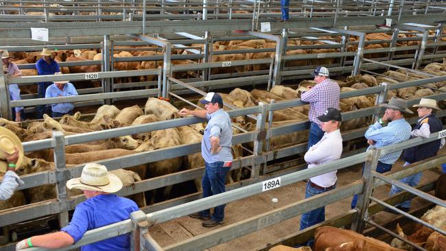 NRLX buyers observe social distancing protocols at the NRLX weaner sales this week.