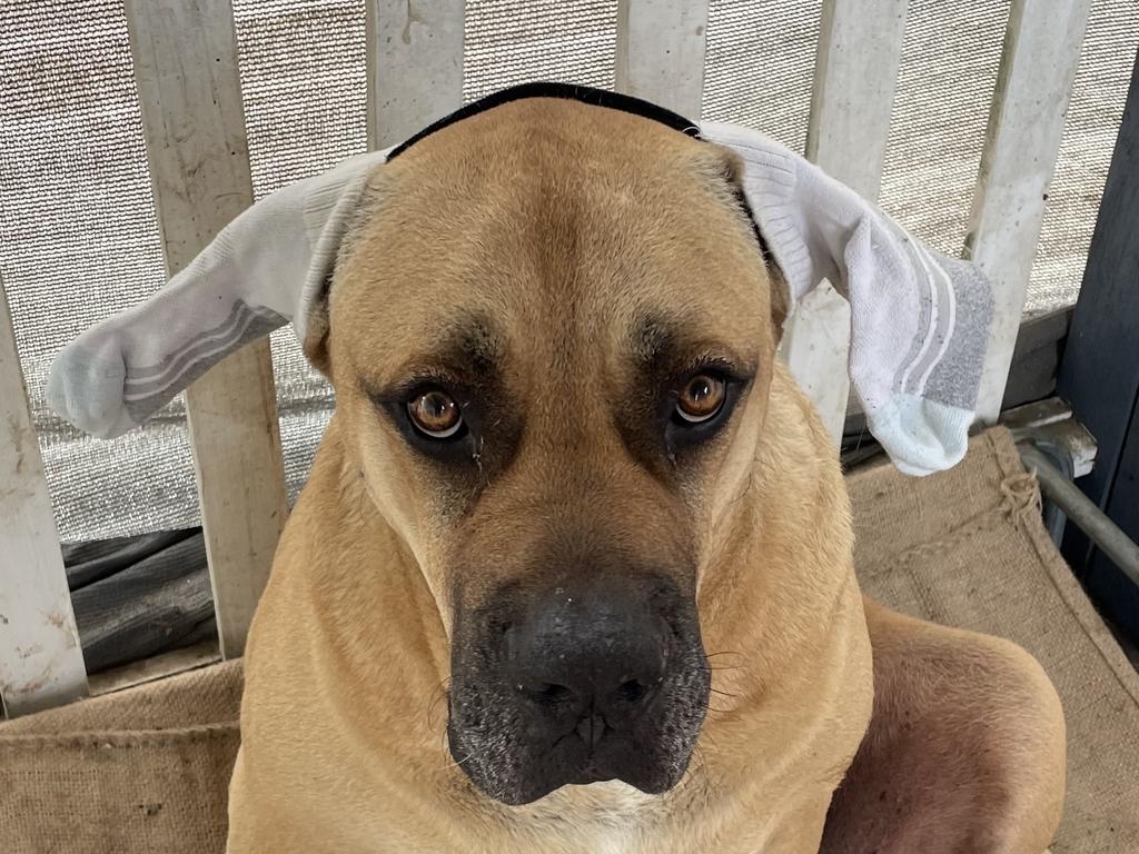 Kyon Cook – Kyon Cook is a big Great Dane x mastiff and is the biggest softie around. He loves his sister Poppy who is a Mareema. Not a little boy and checks in at over 70 kilos.