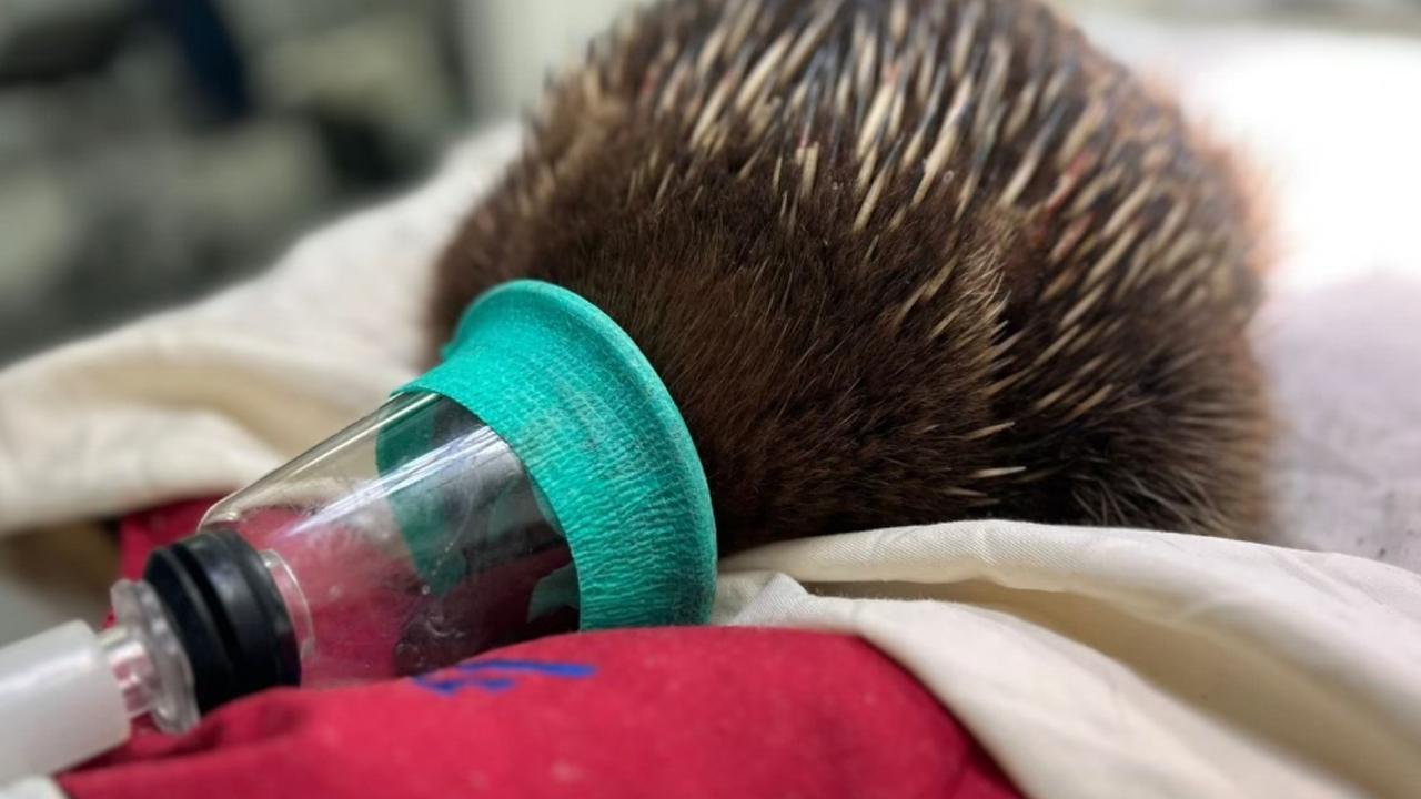 Arnold the Tasmanian short-beaked echidna has been rescued by Bonorong Wildlife Sanctuary after he was hit by a car. Photo: Petra Harris