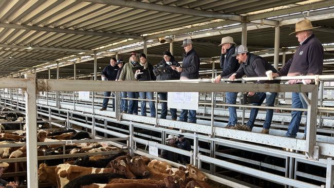 Some of the cattle on offer at Wodonga store cattle sale where prices were judged up to $100 dearer in places. Yet heifers trended cheaper.