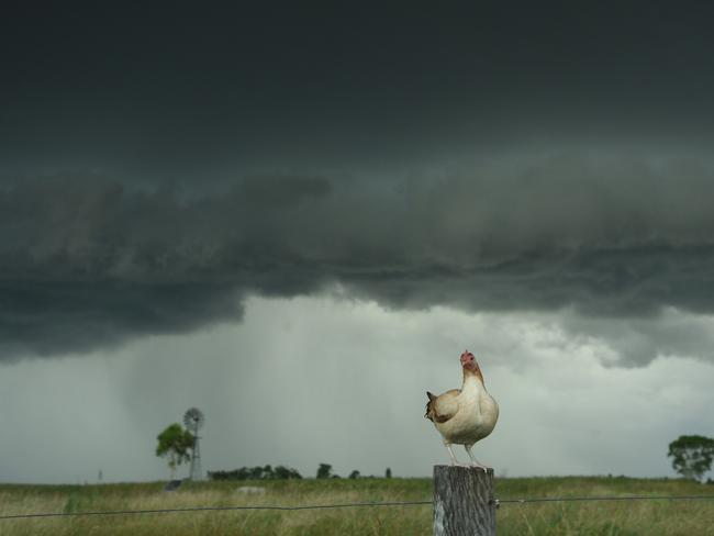 Meet Chicken, the storm chasing bird that’s gone viral online