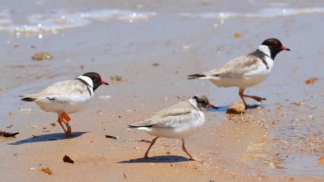 Hooded Plovers and a juvenile chick at Ochre Cove. Picture: Ash and Sue Read