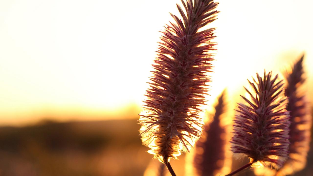 Outback in Focus photography competition finalist. Mulla mulla flowers photographed by Maddison Anderson, 17, in Mount Isa.