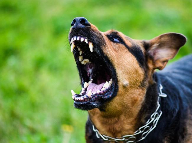 Revealed: The Victorian LGAs where dogs are on the attack