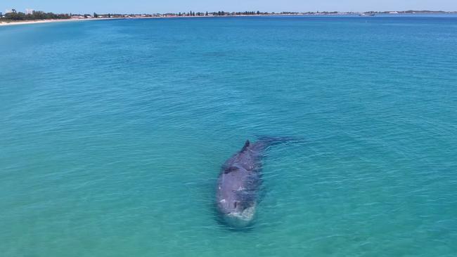 A 15-metre sperm whale beached itself on a Rockingham sandbar near Perth. Picture: DBCA