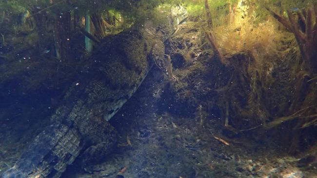 Experienced diver Michael McKnight took this photo of a 1.5m long crocodile swimming underneath the surface of Bitter Springs. Picture: Michael McKnight