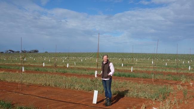 CMV Farms operations manager Pip Crawford on the company's pistachio orchard at Sunraysia.