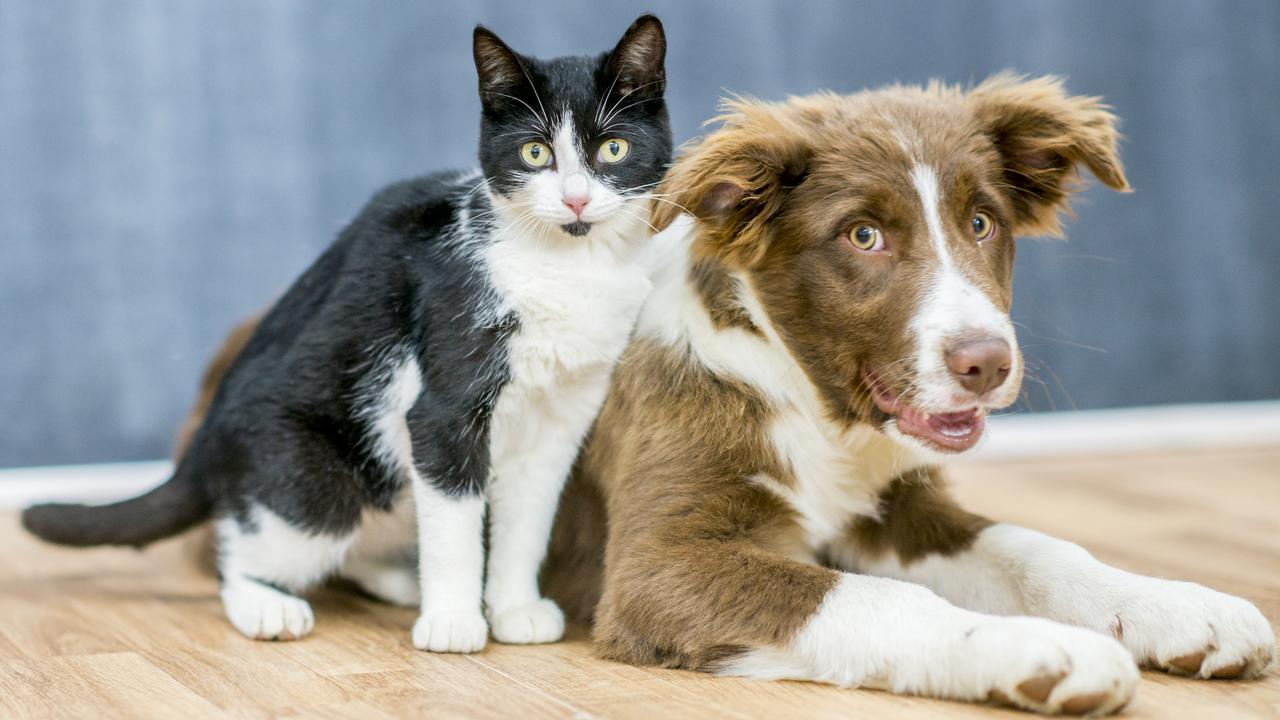 Miras, vasiyet: Çinli kadın, çocukları ziyarete gelmediği için kedi ve köpeklere 4,3 milyon dolar bıraktı