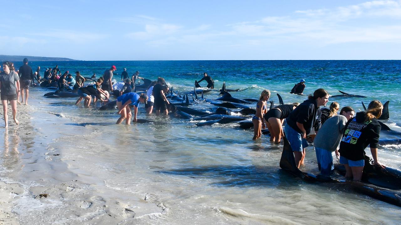 Huge rescue effort to save more than 200 pilot whales from being stranded on a WA beach. Photo: Mick Marlin