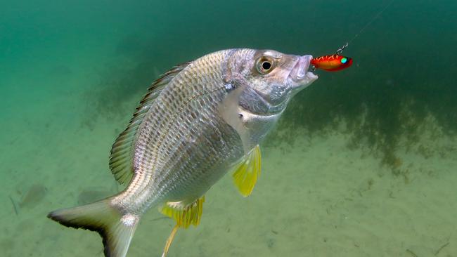 Al McGlashan explains why lure fishing for bream and snapper is