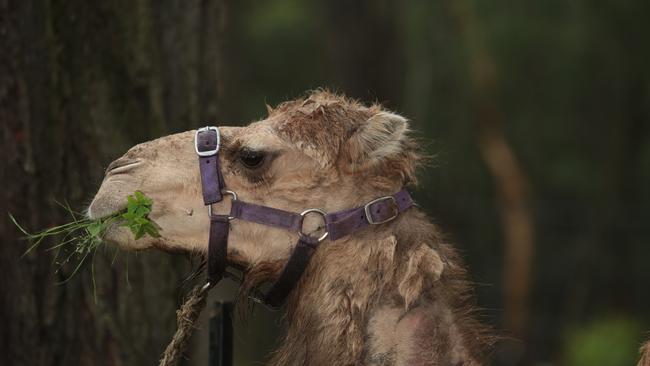 Pictured is Alice the Camel.