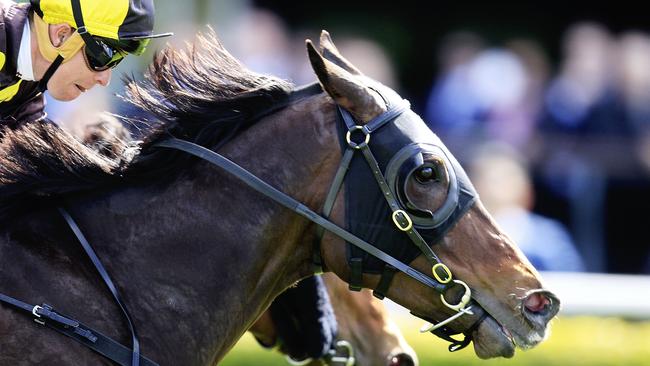 Paragon (Kerrin McEvoy). Picture: Jenny Evans
