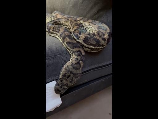 Snake catcher disrupts huge python’s naptime on outdoor couch