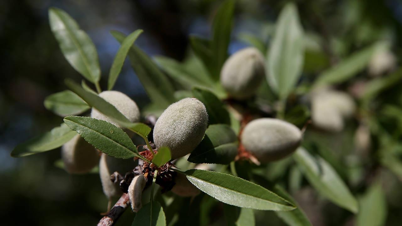 almond-prices-tipped-to-rise-after-us-predictions-of-smaller-crop-the-weekly-times