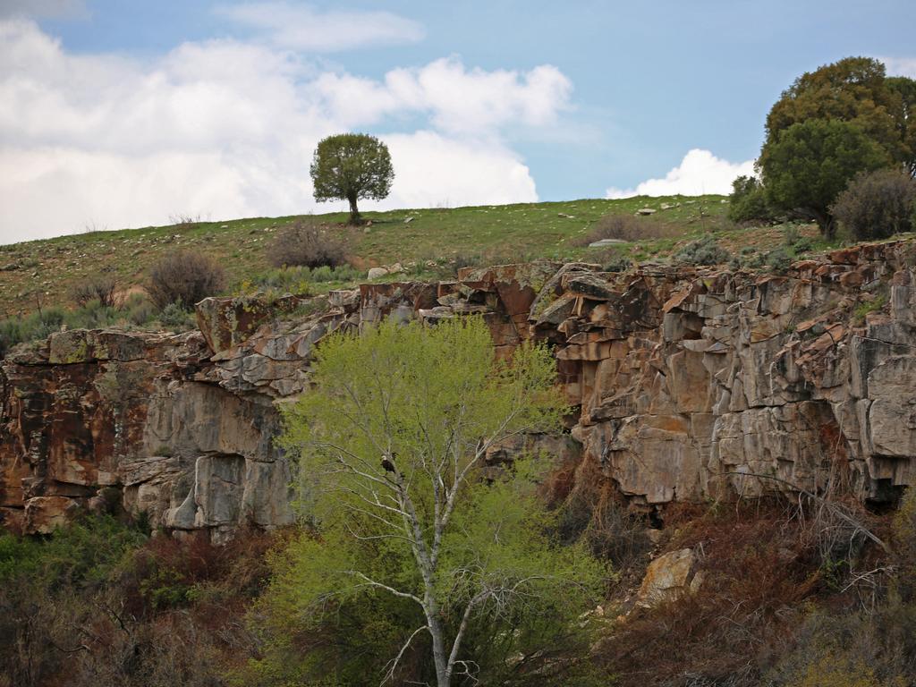 An American icon ... A Bald Eagle in the wild of the Colordo Mountains (in the tree). Picture: Nicholas Eagar