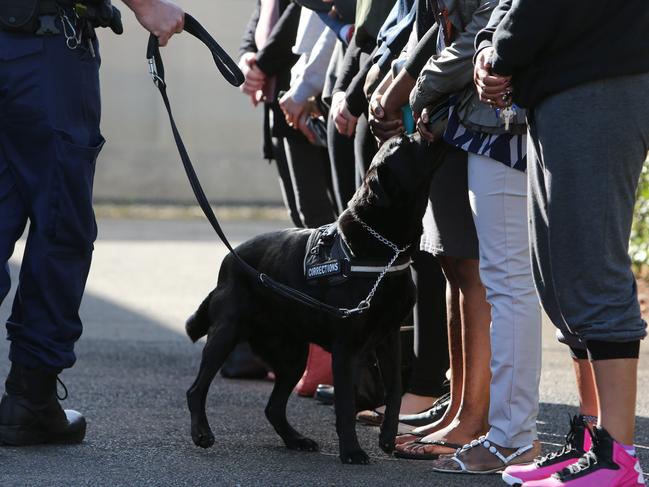 SUNDAY TELEGRAPH - Pictured are Corrective Service Officers conducting drug searches with sniffer dogs, on Visitors at the Silverwater Correction Centre today. Picture: Tim Hunter.