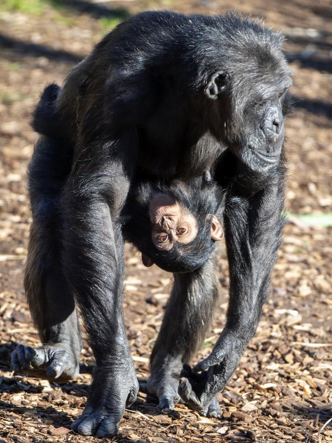 Hannah and Hope. Credit Adrian Mann/ZoosSA