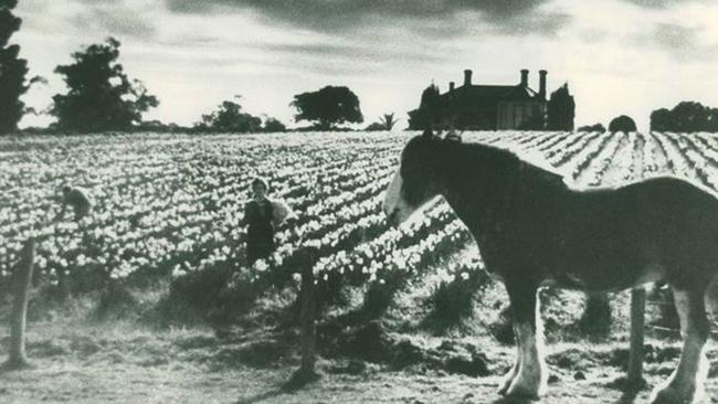 Before becoming a site for the Burwood Teachers College, the site was a daffodil farm owned by a Mr. Albers. Source: Deakin University, via Herald &amp; Weekly Times.