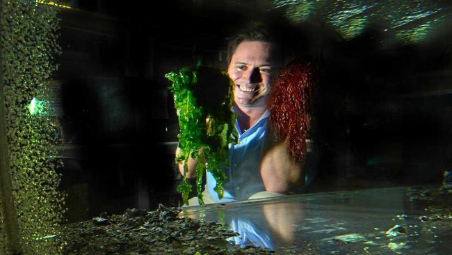 Dr Nick Paul of the University of the Sunshine Coast is leading research into how to grow and utilise seaweed. Picture: John McCutcheon