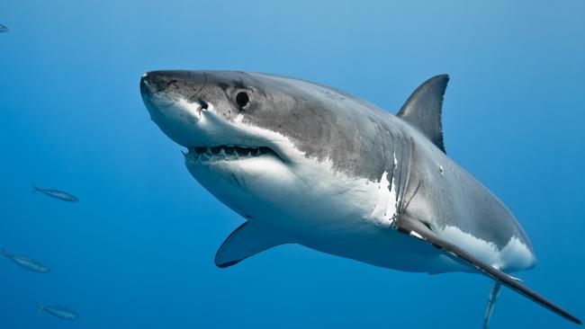 Heavy rainfall could increase shark risks.