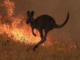 A kangaroo flees bushfire in NSW. Picture: