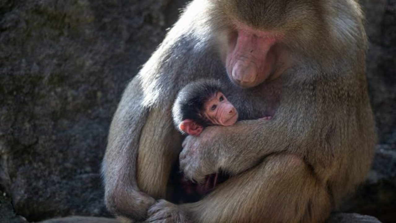 Baby Baboon Steals Hearts at Adelaide Zoo