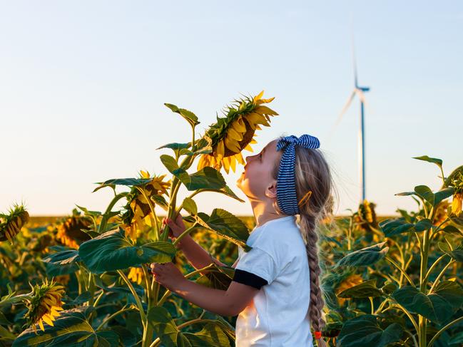 EMBARGO FOR TWAM 28 AUGUST 2021 Cute girl in white t-shirt smelling sunflower in the field on the sunset. Child with long blonde braided hair on countryside landscape with yellow flower in hand. Farming concept,harvesting wallpaper. pic iStock