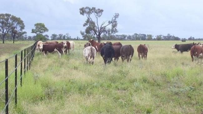 The property is listed as being capable of handing 550 breeders or equivalent adult or weaner cattle. Picture: realestate.com.au