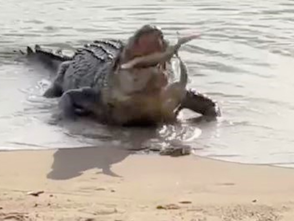 crocodiles eating sharks