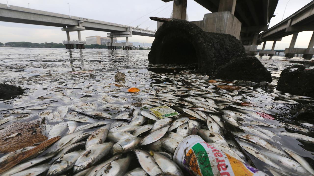 RIO DE JANEIRO, BRAZIL - FEBRUARY 25: Dead fish float on the edge of Guanabara Bay, a part of which is the Rio 2016 Olympic Games sailing venue, on February 25, 2015 in Rio de Janeiro, Brazil. The polluted bay receives a majority of the city's raw sewage and officials have recently admitted their cleanup goals won't be met in time for the Olympics. International Olympic Committee inspectors are touring Rio this week. (Photo by Mario Tama/Getty Images)