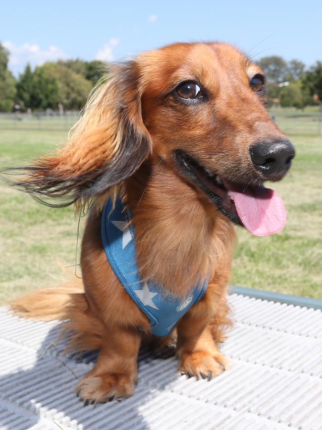 Humphrey B the Dachshund at the event. Picture: Mike Batterham. 