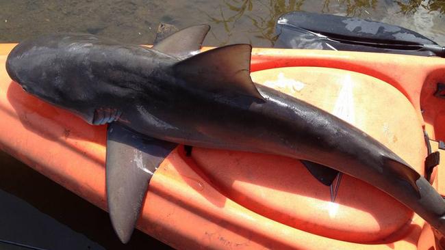 Sharks in Brisbane River | The Courier Mail