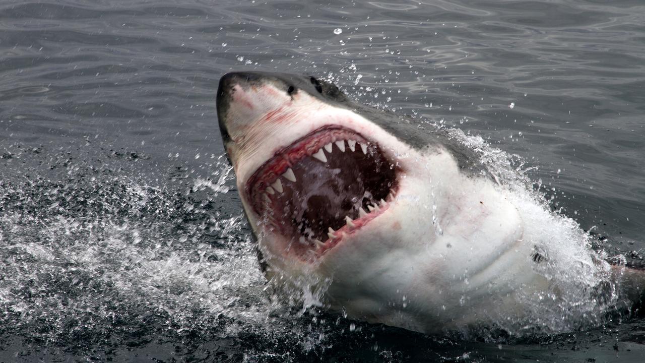 It is not yet known what species of shark was involved in the attack. Image: iStock