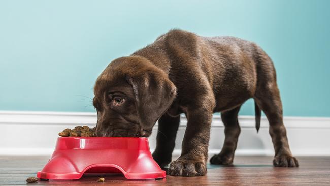 Look at the unique habits of your four-legged friend and tailor their diet accordingly. Picture: iStock.