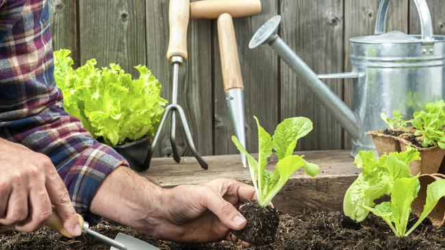 Discover the joy of growing your own lettuce.