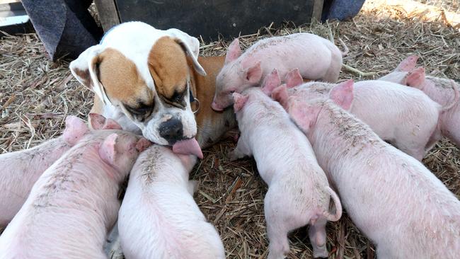 The sweet pup acts like a mum to the piggies. Picture Mike Batterham
