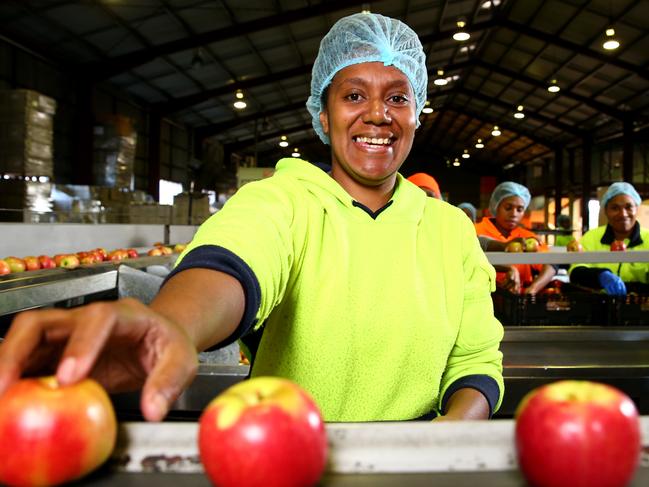 Michelle Garae 29 from Vanuatu is a Pacific islander who is employed on the seasonal worker program as a fruit picker in Stanthorpe. Pictured at work in the packing shed at the Stanthorpe Apple Shed, Thulimbah. Pics Adam Head