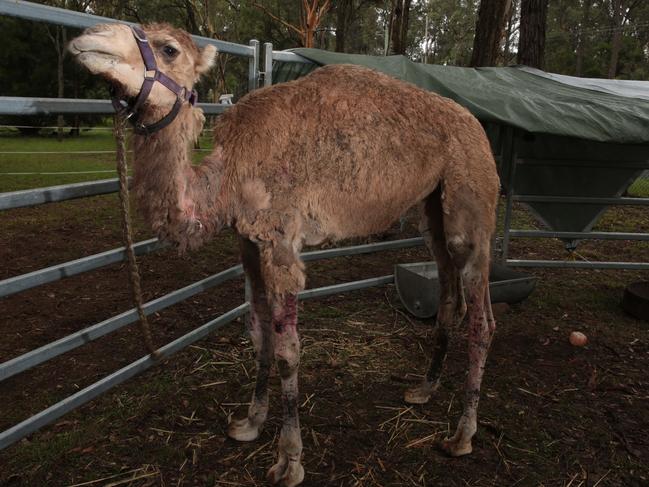 Mr Brighton’s camel Alice was attacked by two dogs in January 2016.