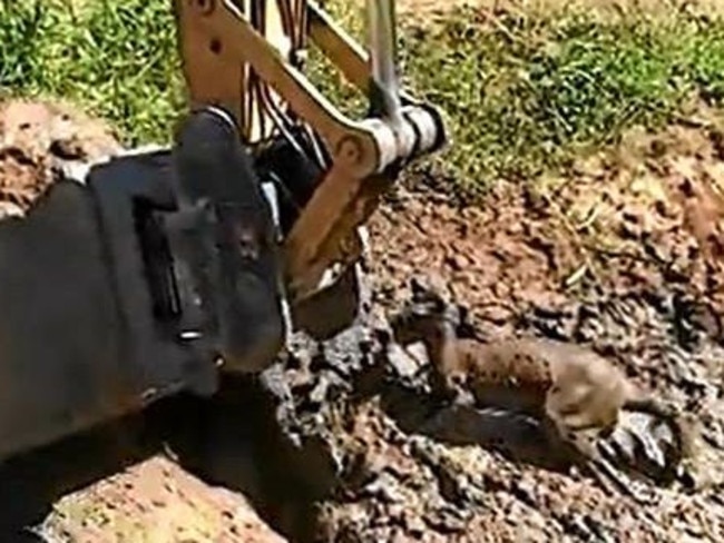 The excavator was used to dig around the kangaroo.