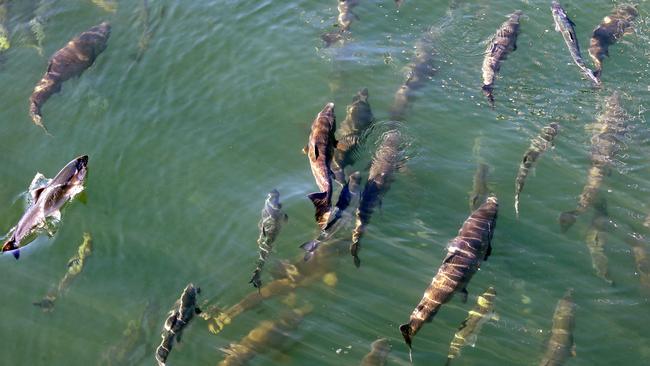 <s1>Warm water in the North Pacific Ocean is having an effect on salmon populations</s1>. <source>Picture: AP PHOTOS</source>                                             <source/>