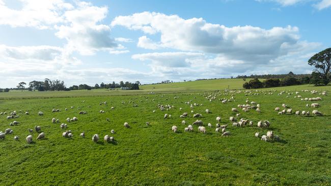 The Porters have carried 4500 ewes on their 1650ha Naracoorte farm in previous years.