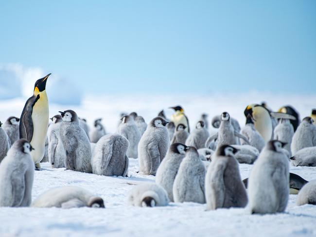 Emperor penguins near Whichaway Camp. Picture: Tom Parker