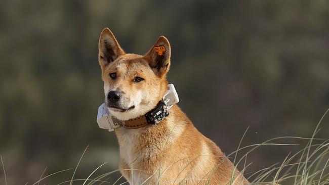 A brazen dingo has been collared with a GPS tracker by Rangers, KÃgari. Picture: Liam Kidston