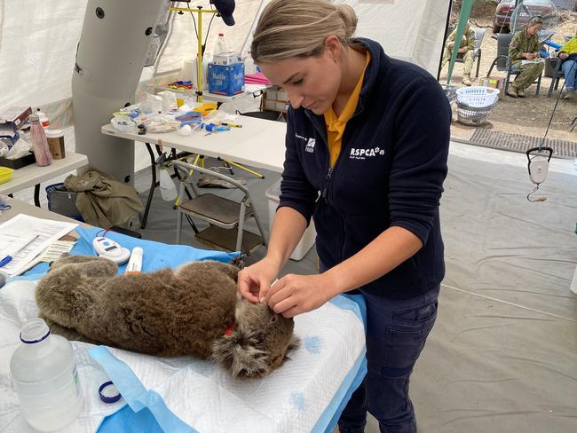 RSPCA SA vet Dr Lauren Eyre attends to an injured koala on Kangaroo Island. Picture: RSPCA South Australia