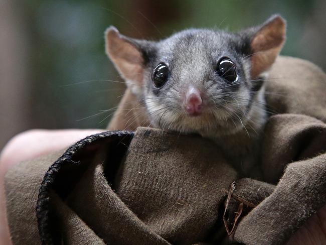 Robert the two and half year old Leadbeater's possum at Healesville Sanctuary on Monday, April 14, 2014 in Healesville, Australia. Environment and Agriculture ministers have released a new plan to protect the endangered faunal emblem of Victoria. Picture: Hamish Blair