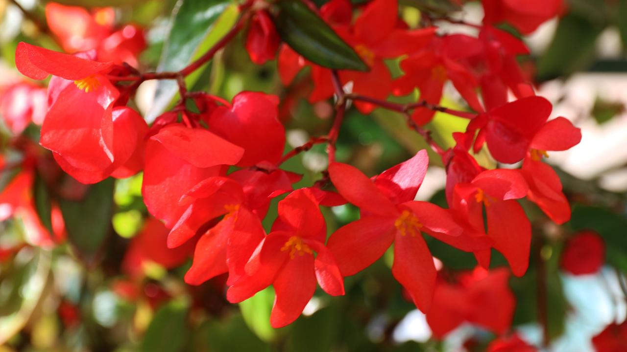 A type of begonia cane.